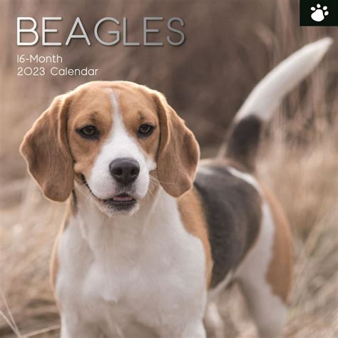 Beagle Calendar 2023